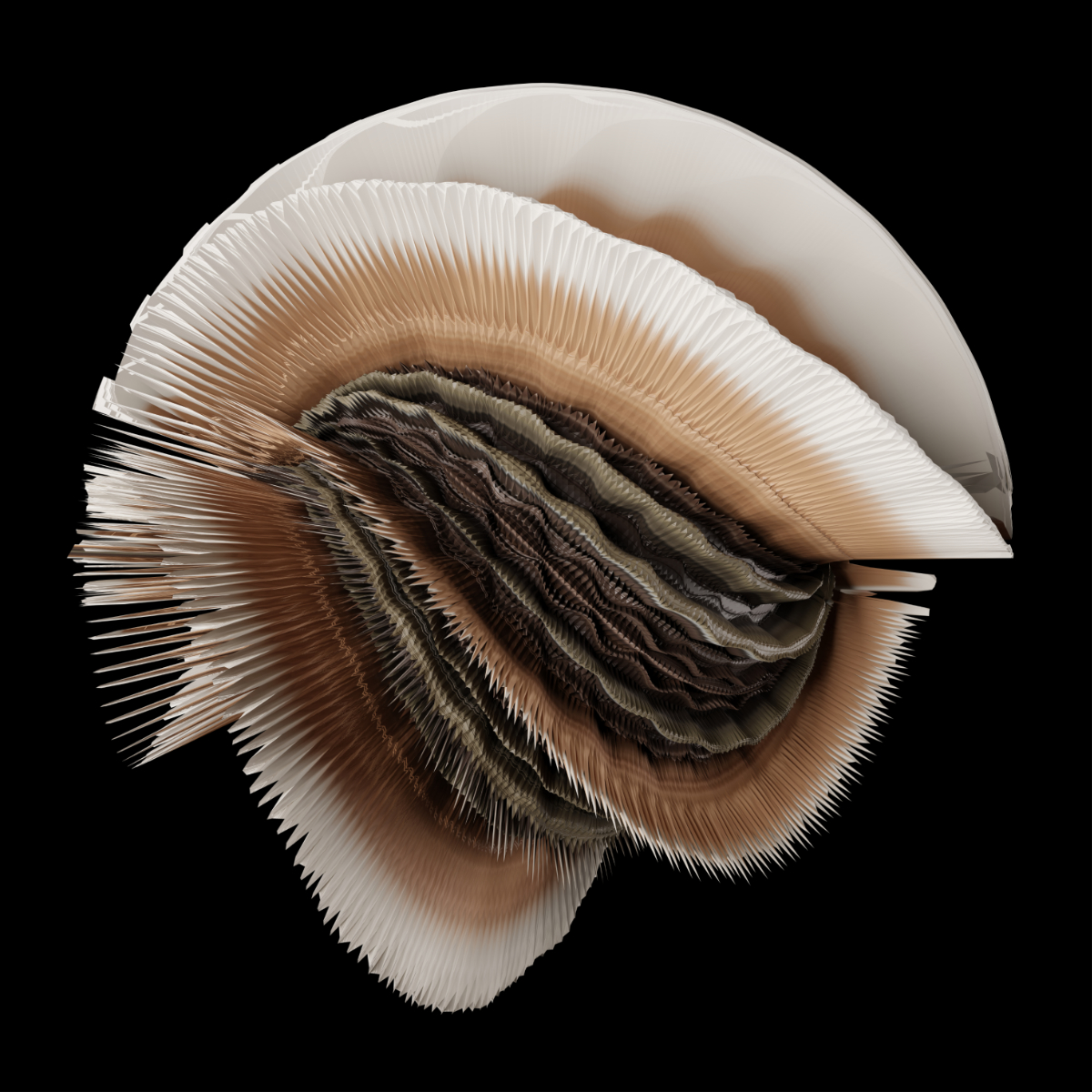 Austropaxillus
