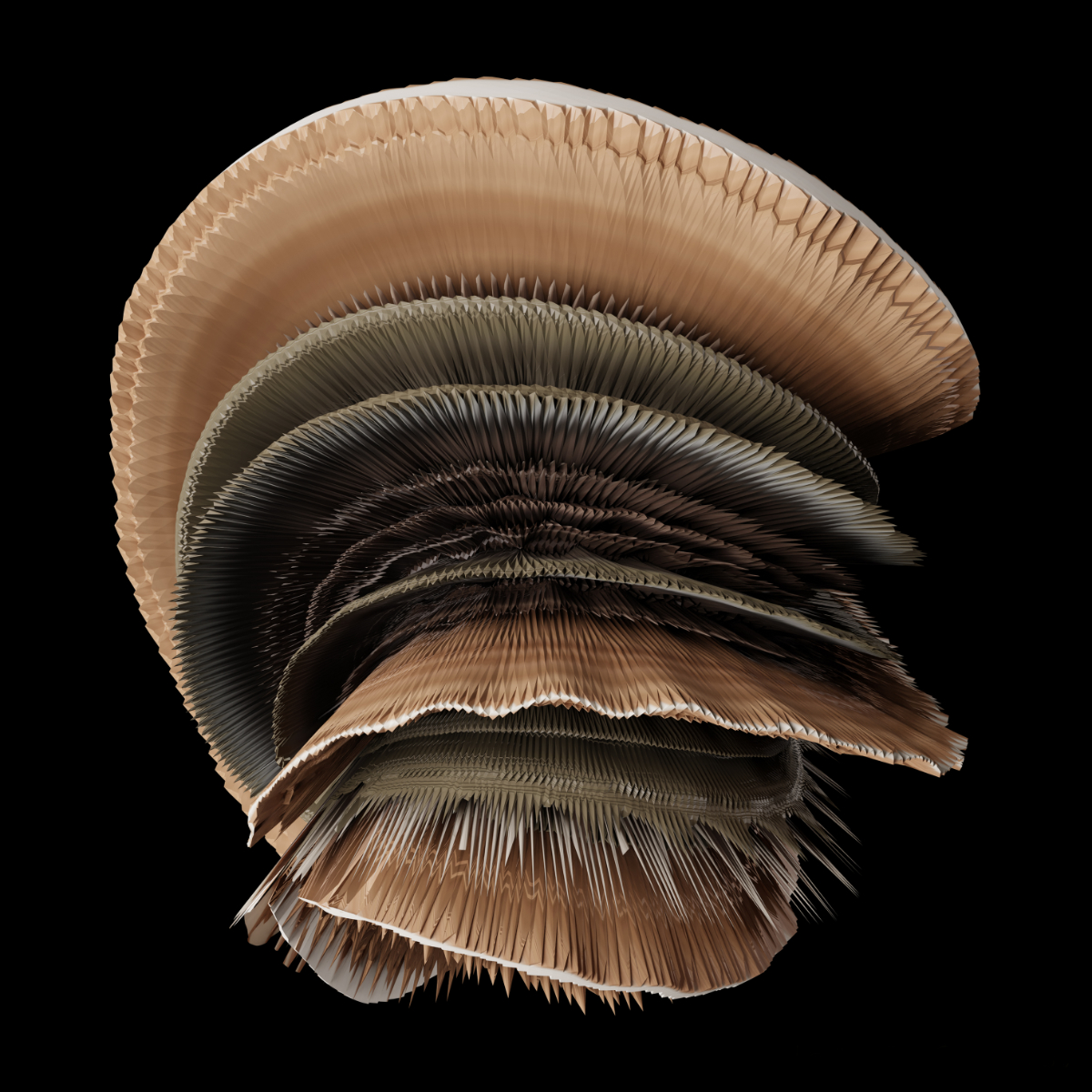 Lentinellus Cochletus