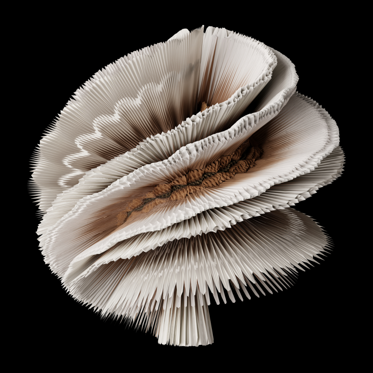 Schizophyllum Commune
