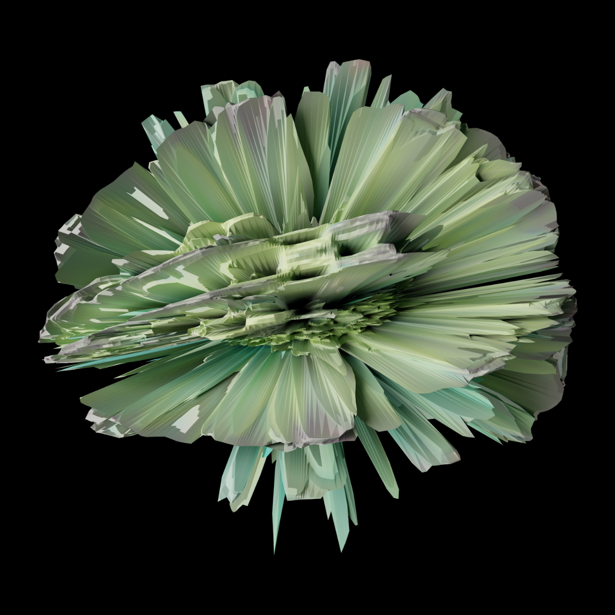 Turbinaria Reniformis